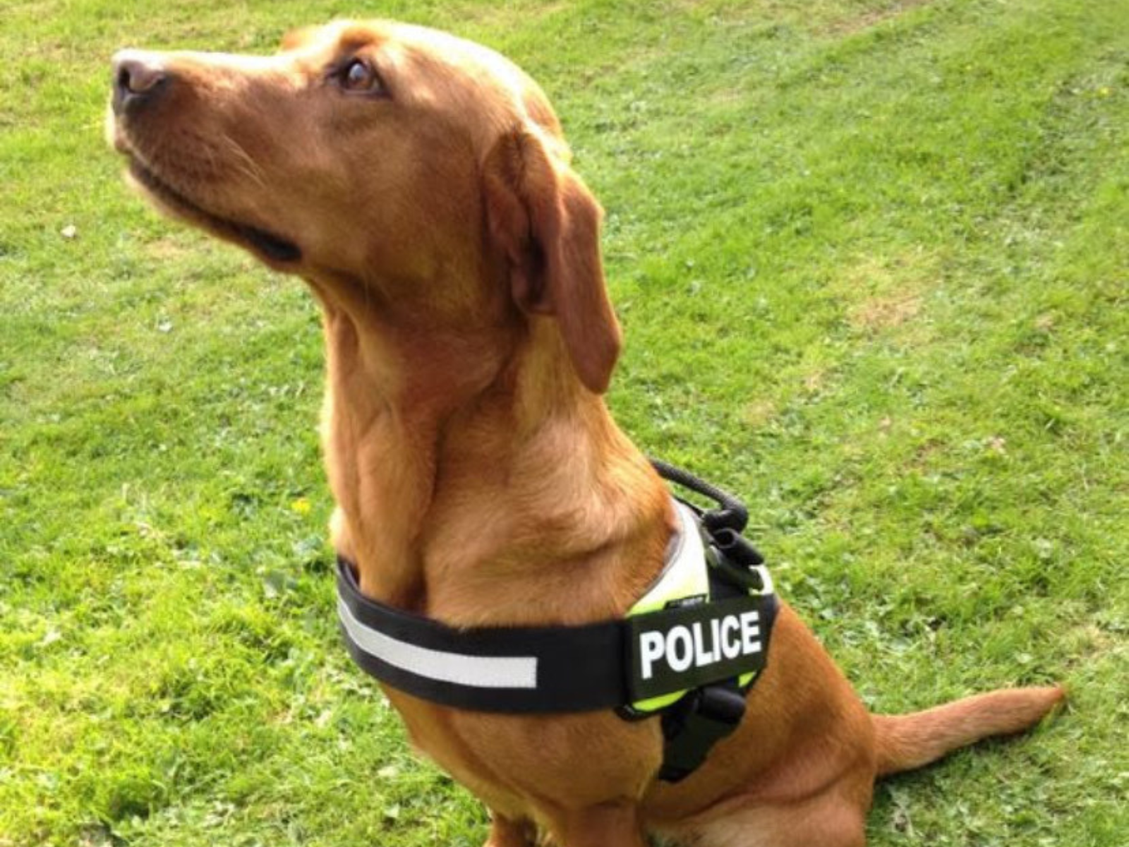 Police dog Amber