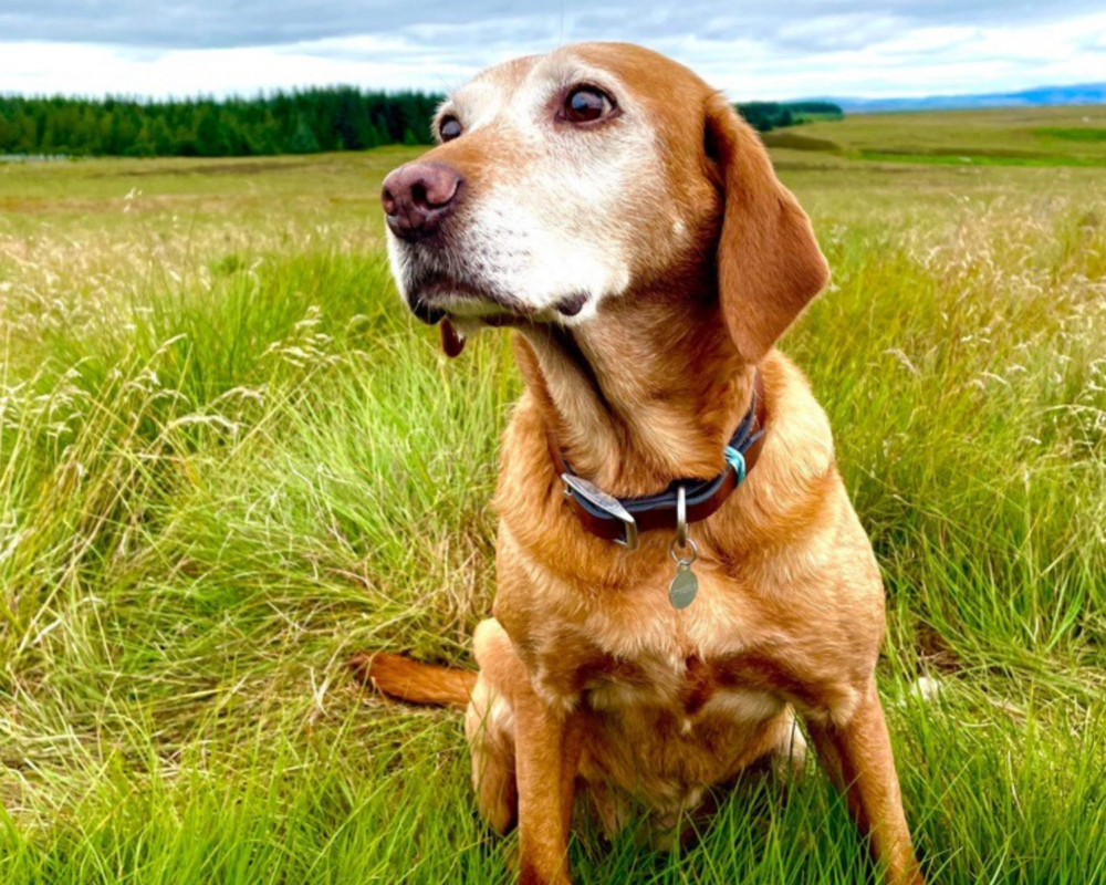 Retired police dog Amber on a walk