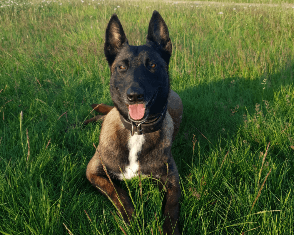 Retired police dog Bessie