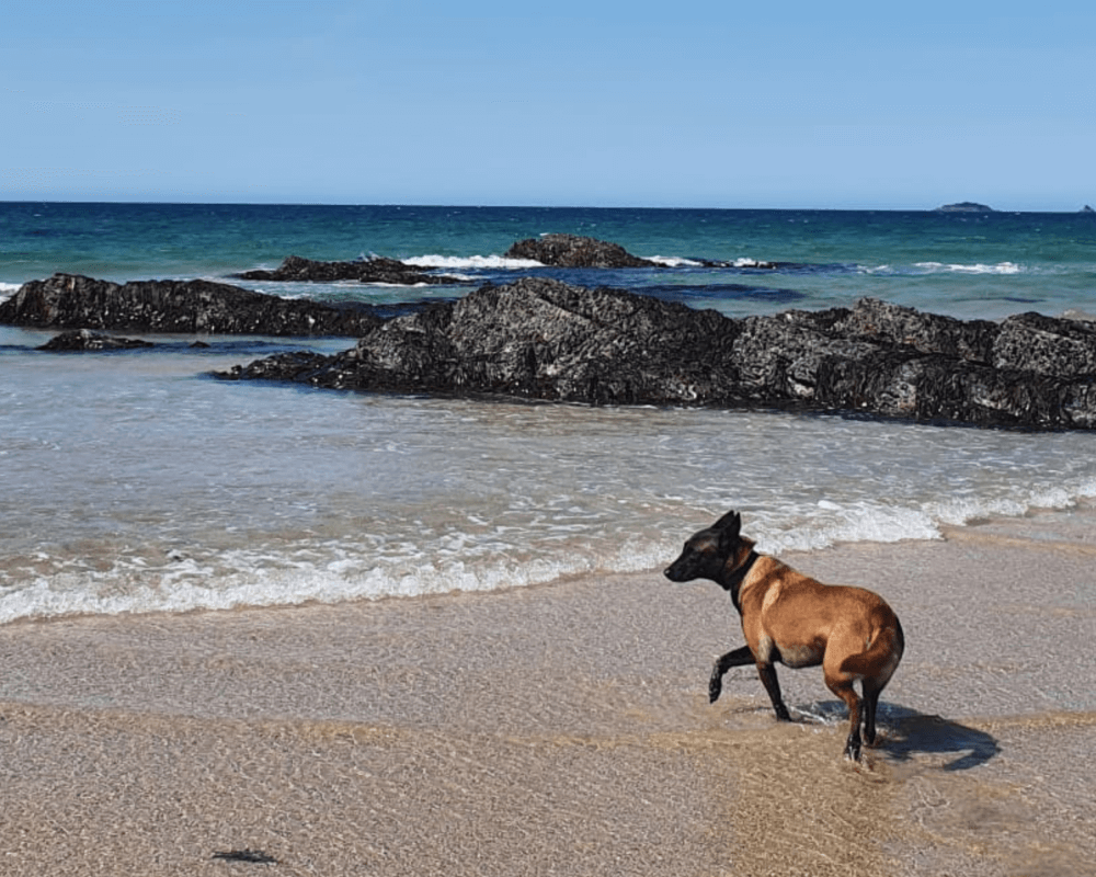 Retired police dog Bessie at the beach