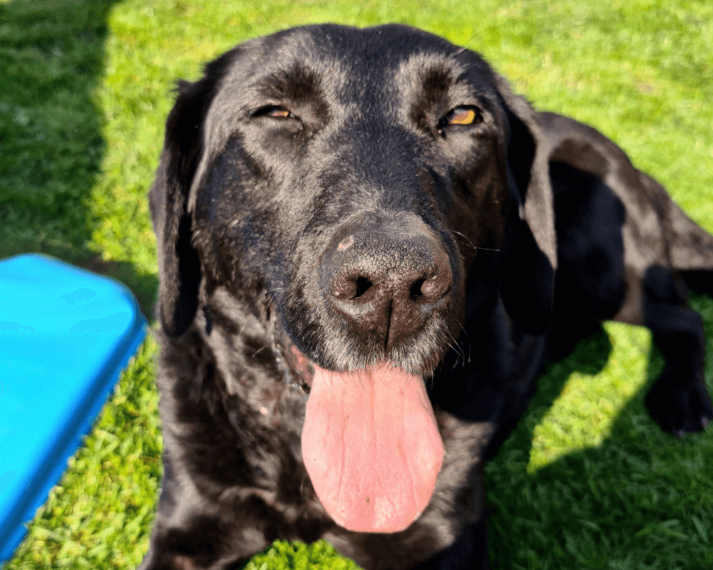 Retired police dog Brian