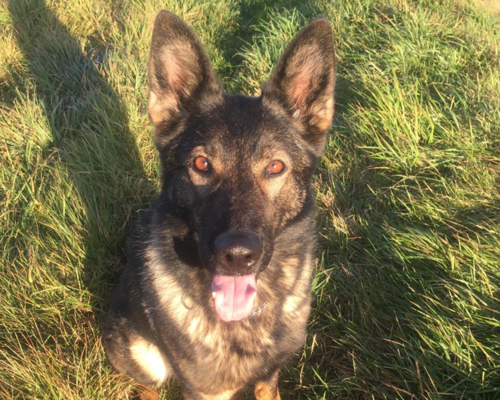 Retired police dog Cali