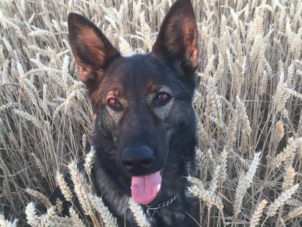 Retired police dog Cali in the corn fields