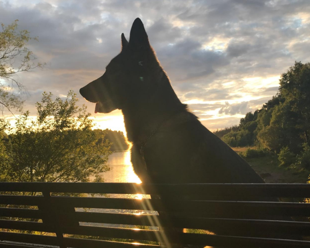 Silhouette of retired police dog Cali