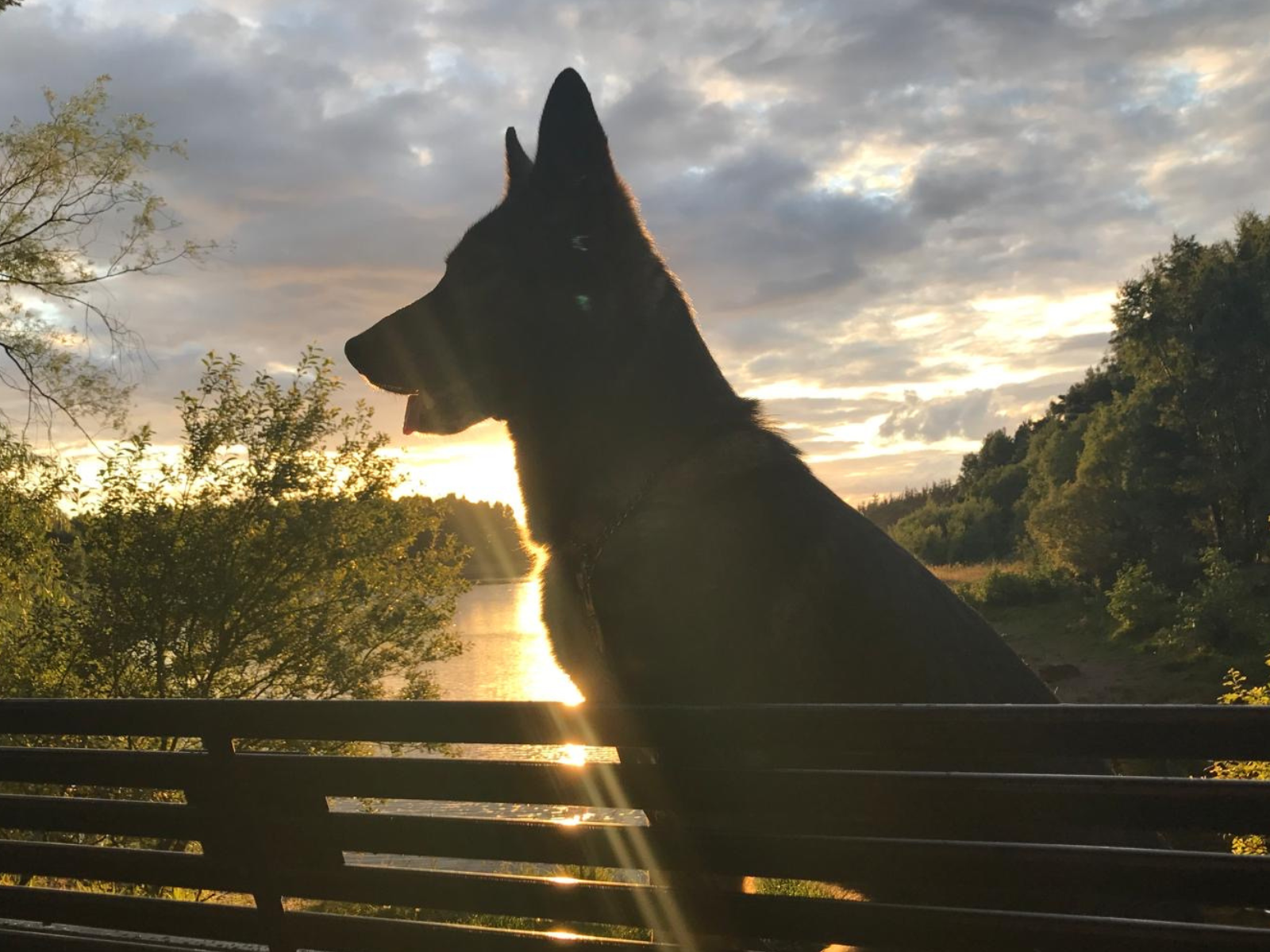 Silhouette of retired police dog Cali
