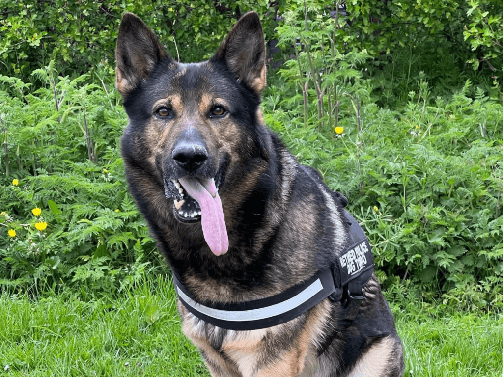 Retired police dog Tomo