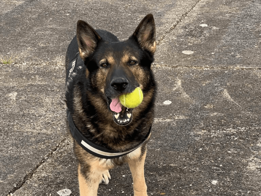 Retired police dog Tomo