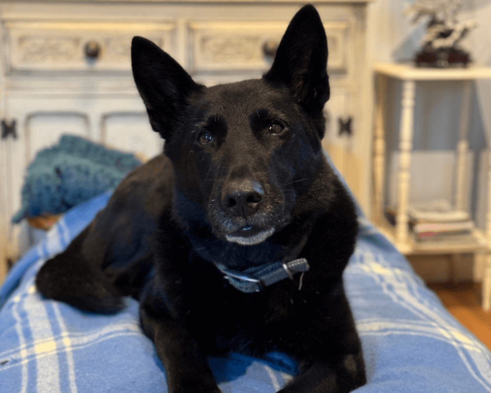 Retired police dog Dara