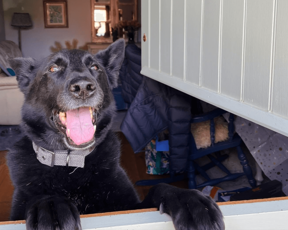 Retired police dog Dara stands up at the door