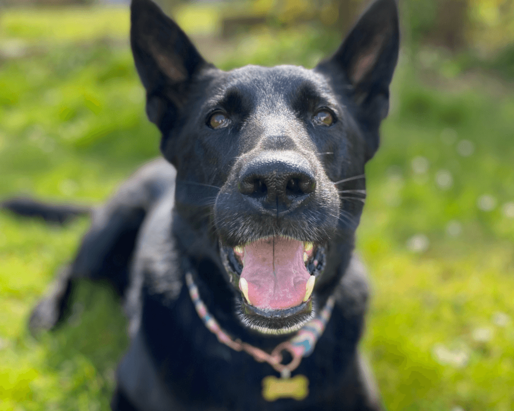 Retired police dog Dara looking happy