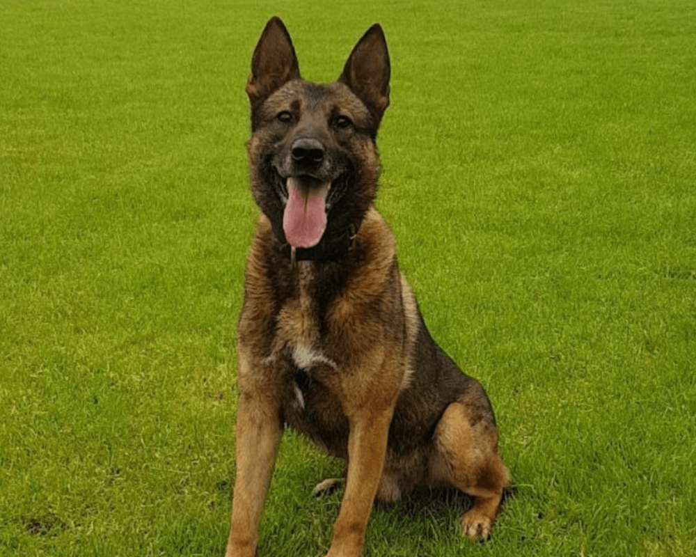 Retired police dog Dino