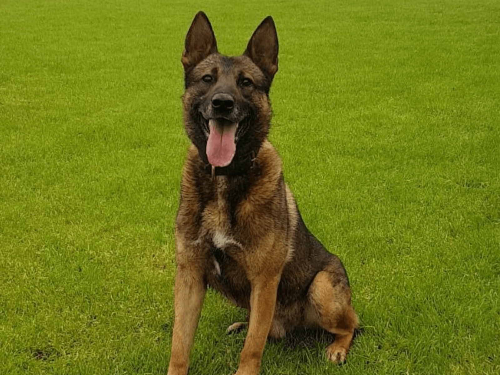 Retired police dog Dino