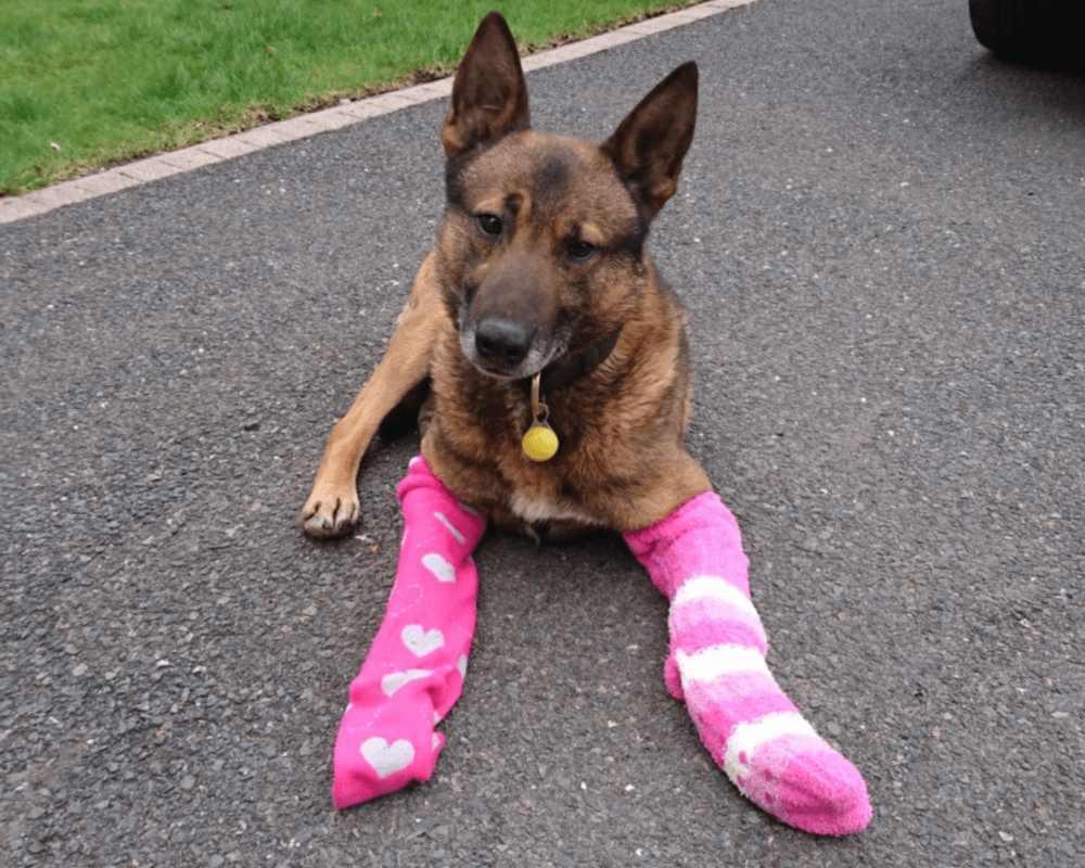 Retired police dog Dino in his stockings