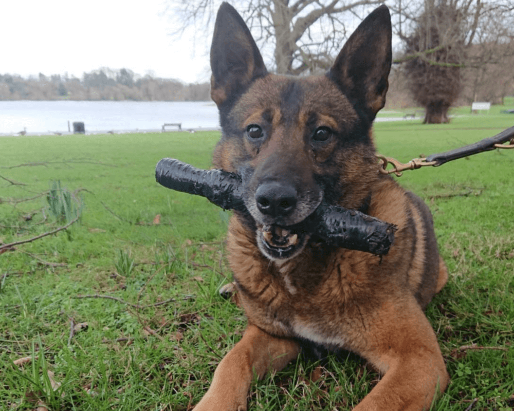 Retired police dog Dino with a stick
