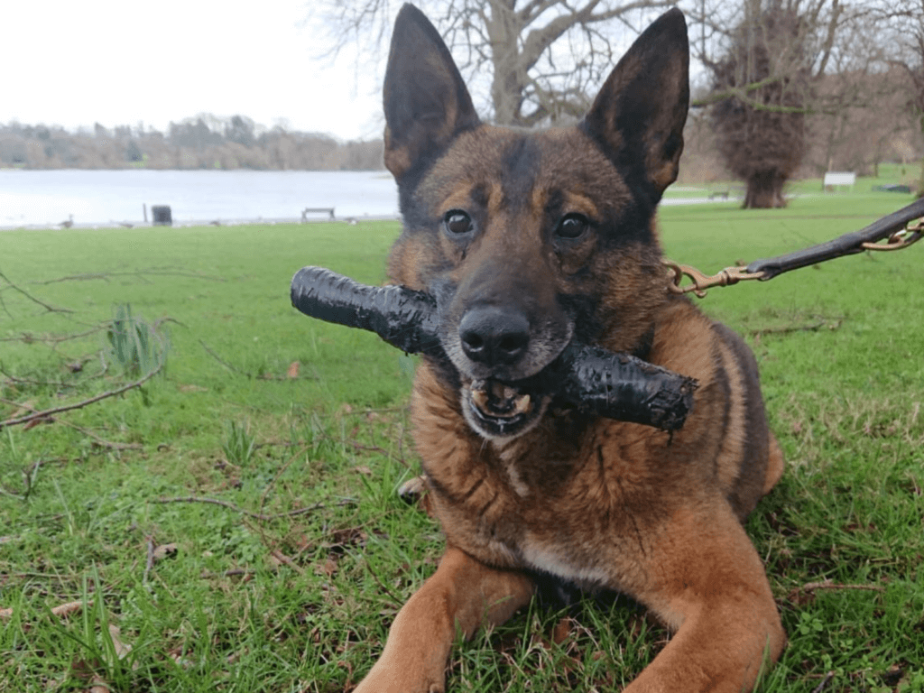 Retired police dog Dino with a stick