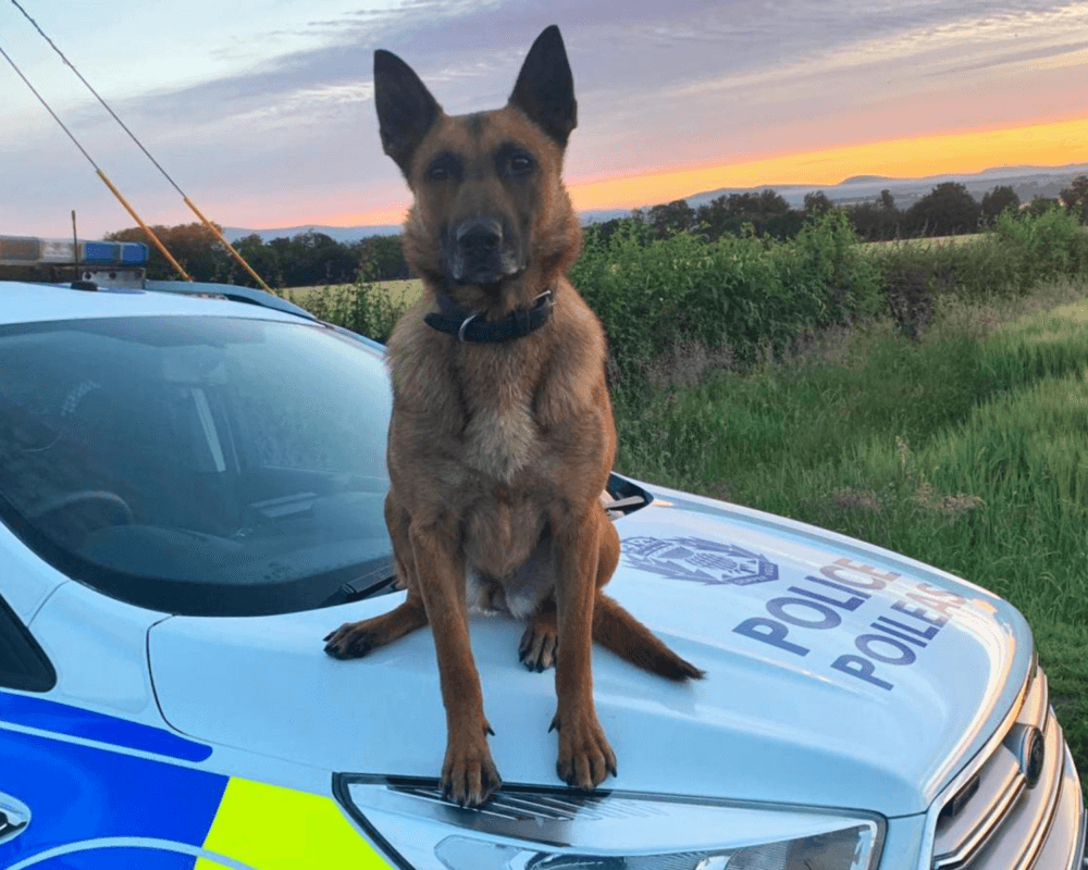 Police dog Indie