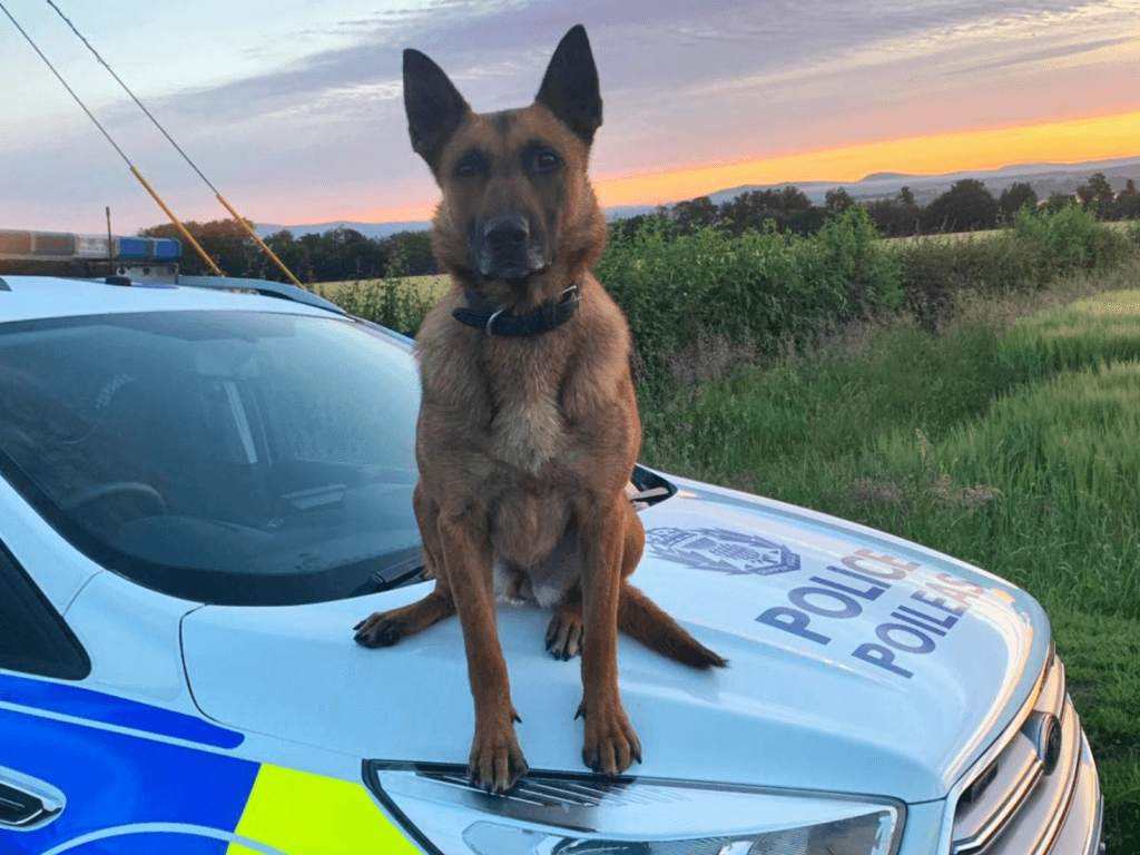 Police dog Indie