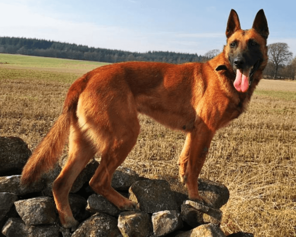 Retired police dog Indie on a walk