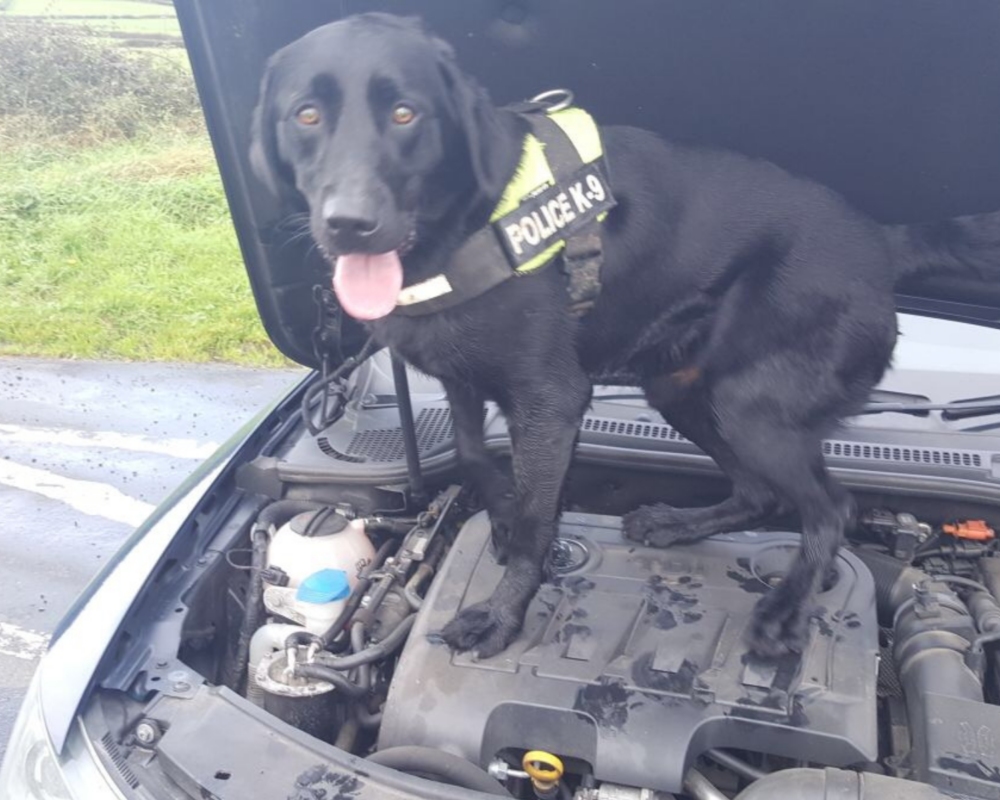 Police dog Jasper searching a car