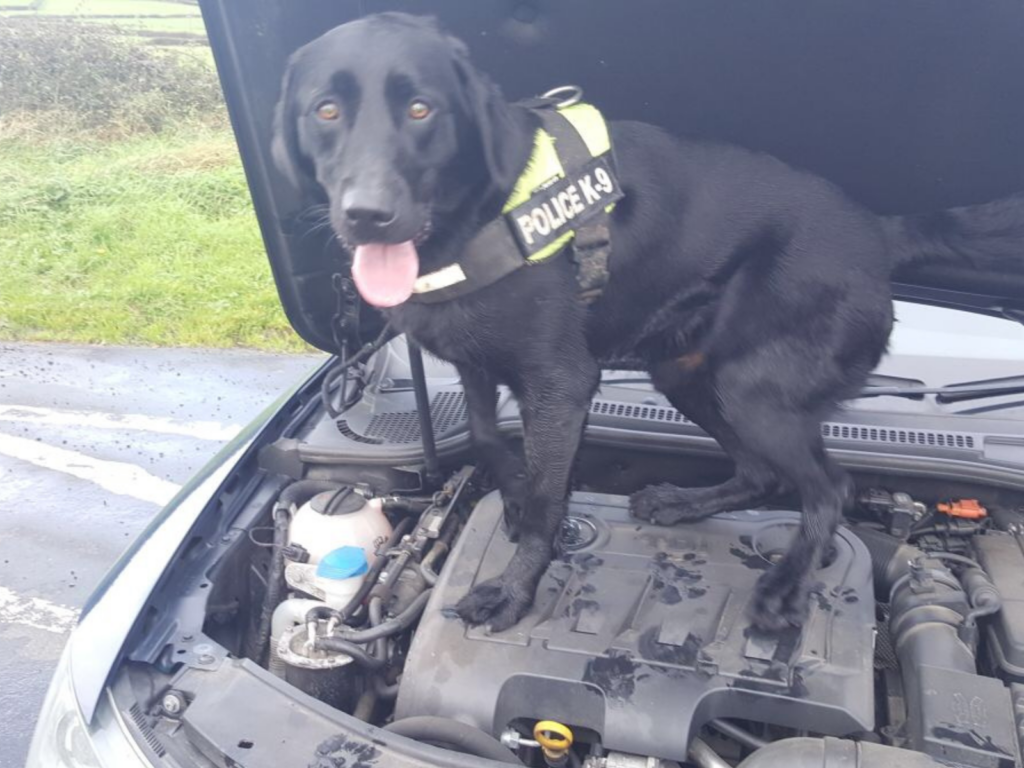 Police dog Jasper searching a car