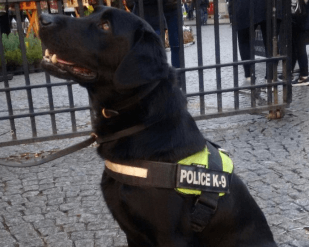 Police dog Jasper