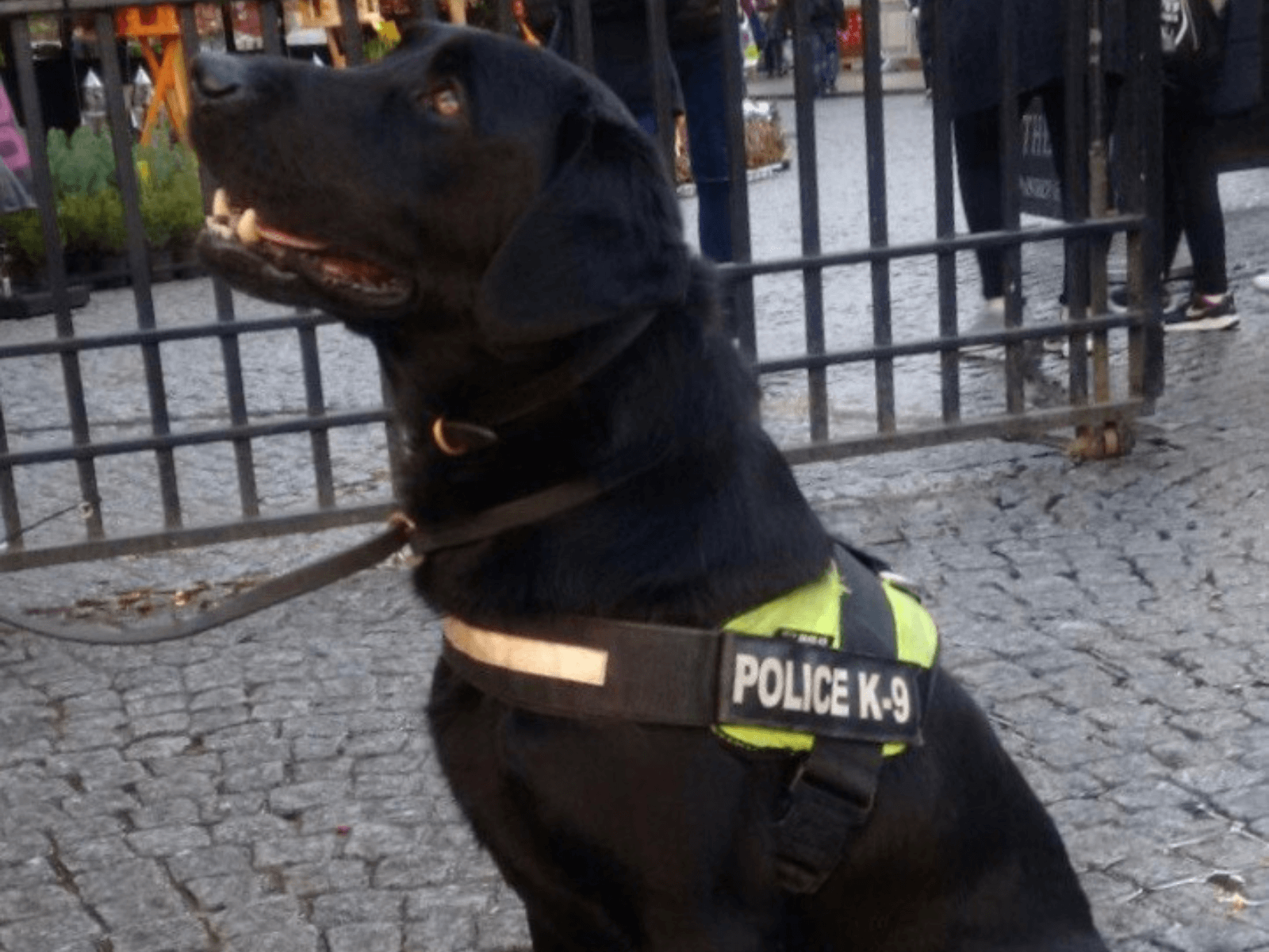 Police dog Jasper