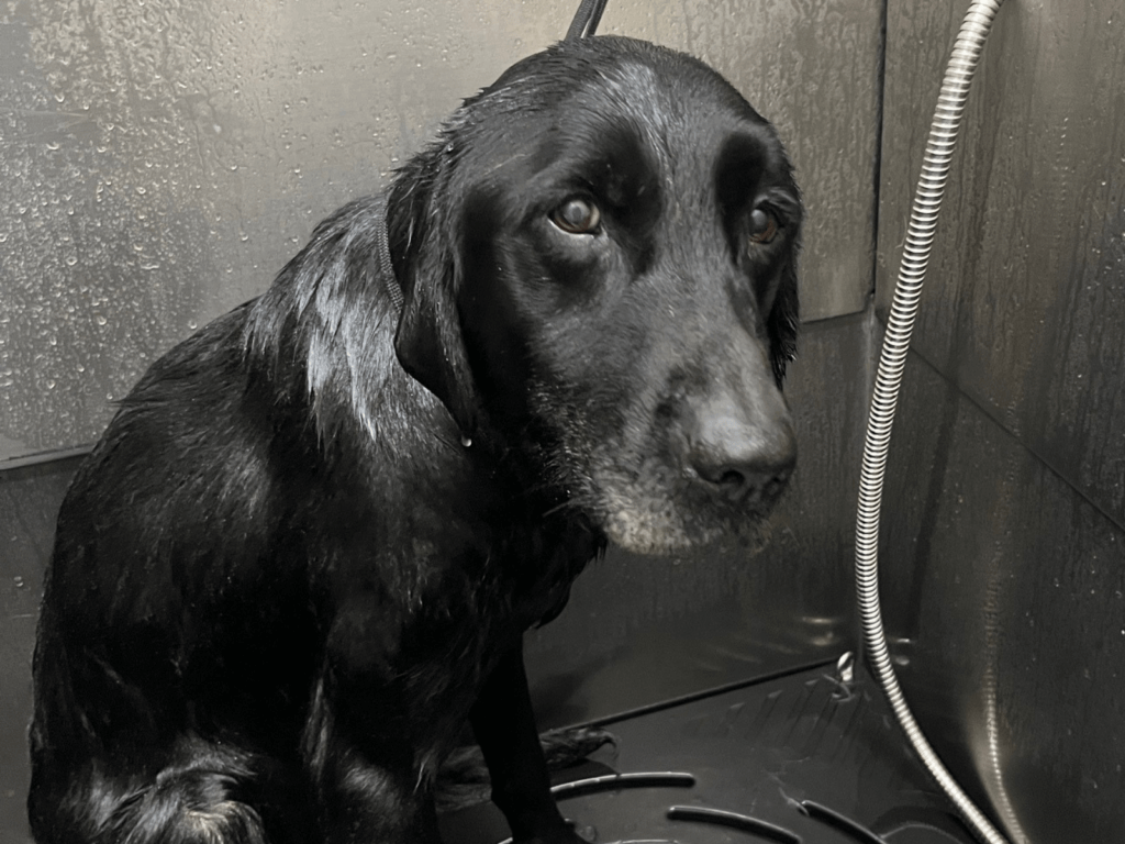 Retired police dog Jasper has a bath