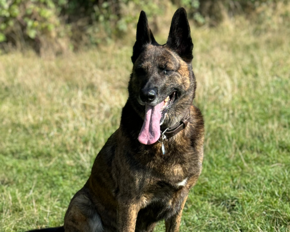 Retired police dog Lizzy