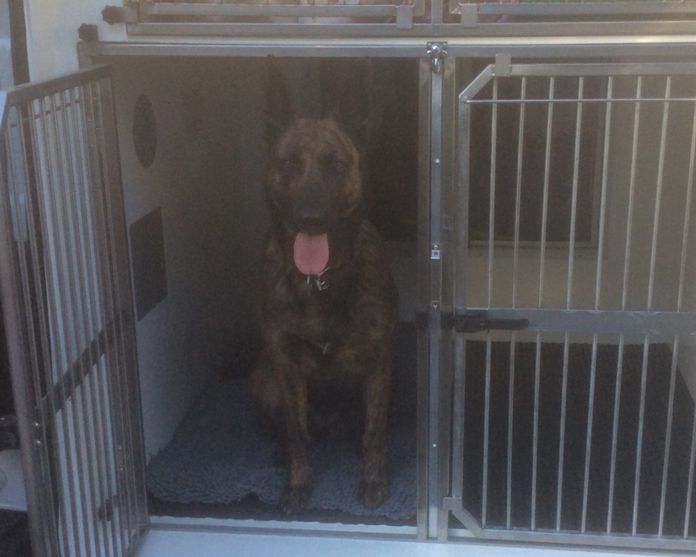 Police dog Lizzy in the van