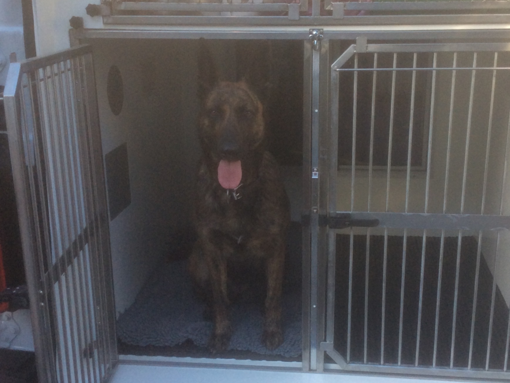 Police dog Lizzy in the van