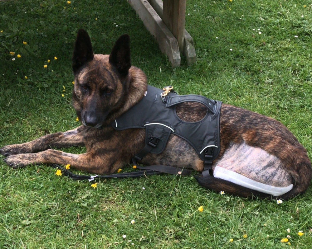 Retired police dog Lizzy after surgery