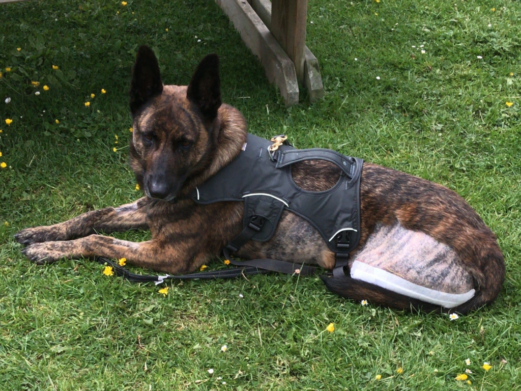 Retired police dog Lizzy after surgery