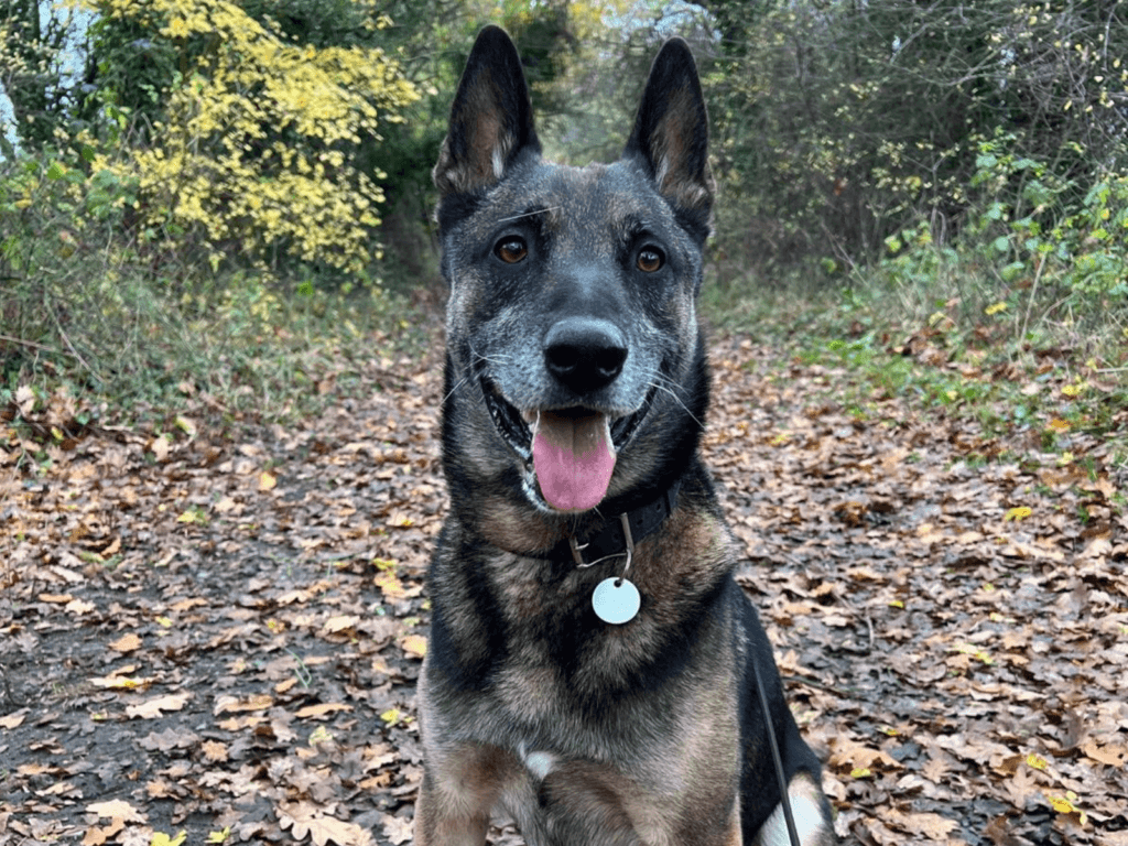 Retired police dog Titan
