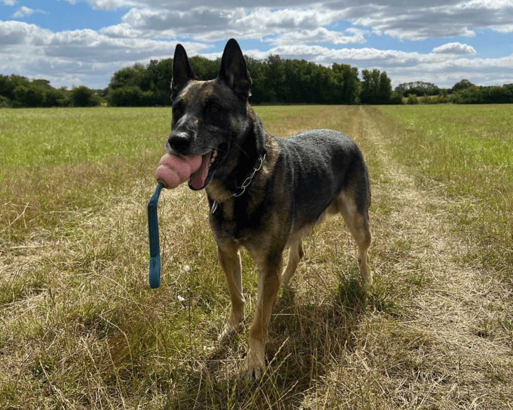 Retired police dog Titan with his toy on a walk