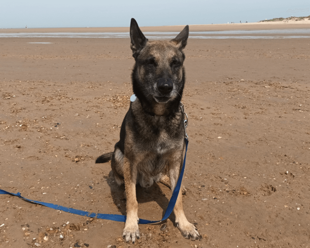 Retired police dog Titan at the beach