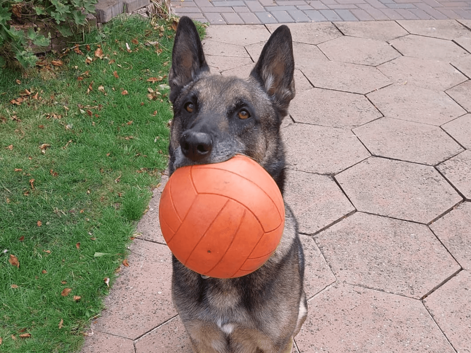 Retired police dog Titan with his ball