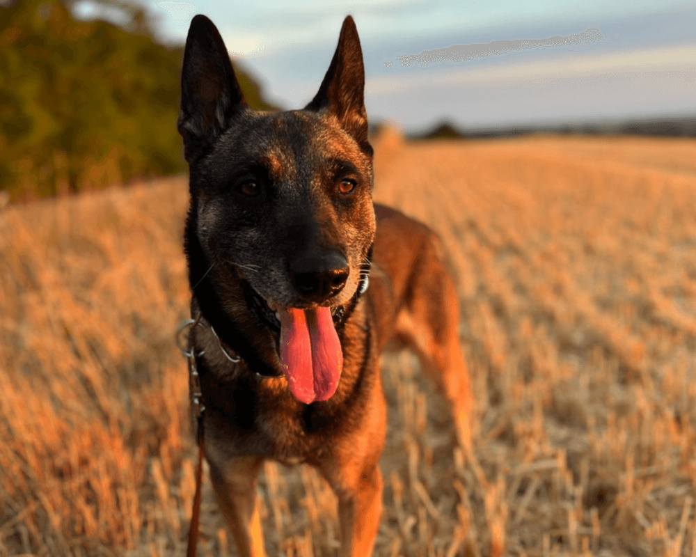 Retired police dog Titan
