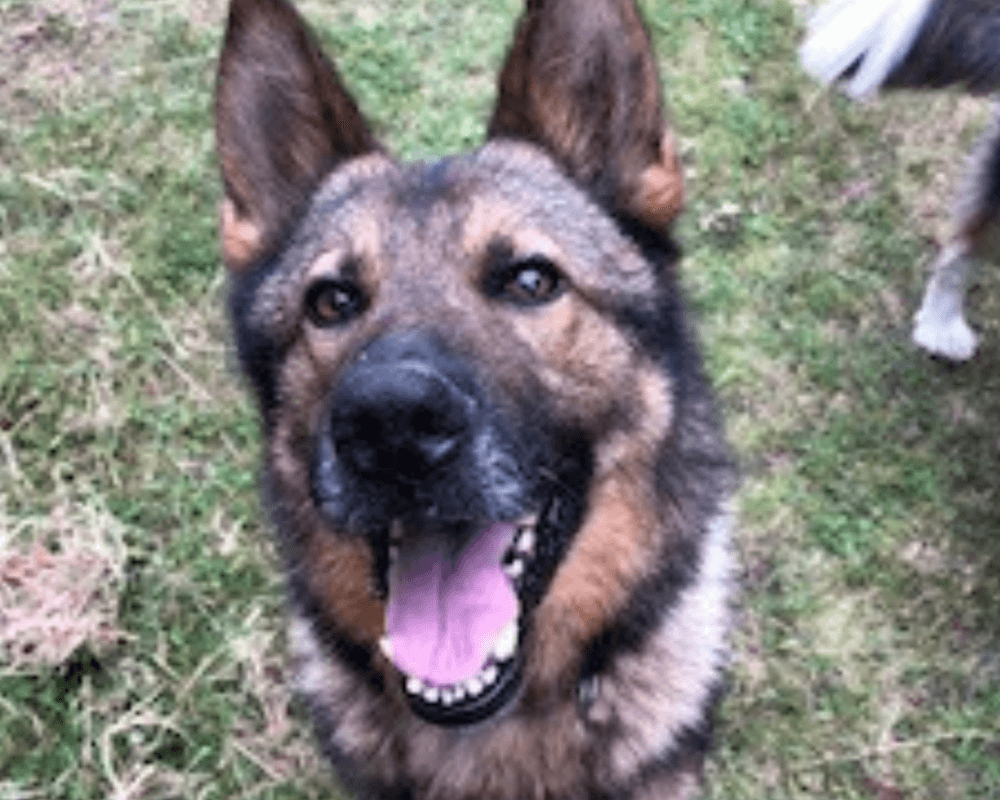 Retired police dog Tom
