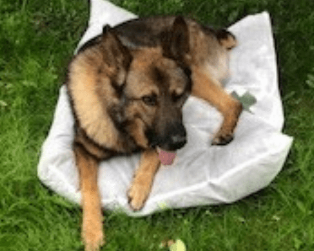 Retired police dog Tom relaxing