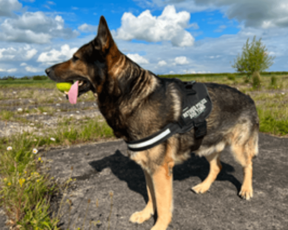 Retired police dog Tomo