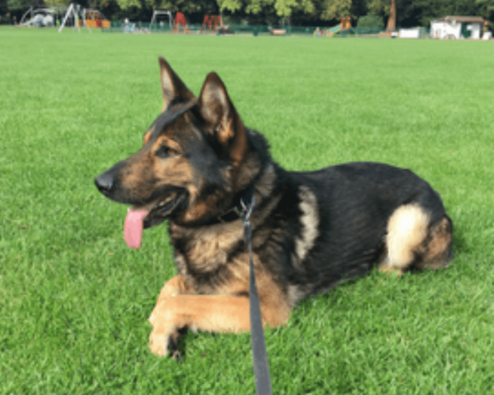 Retired police dog Tomo on a walk