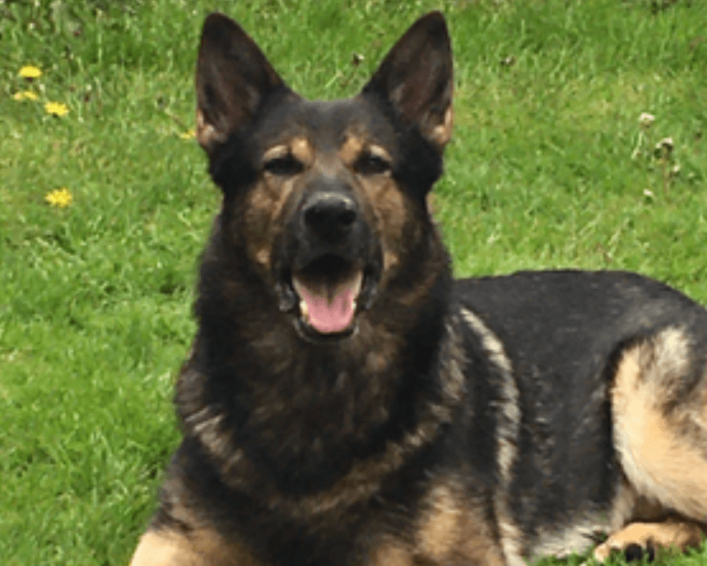 Retired police dog Tomo