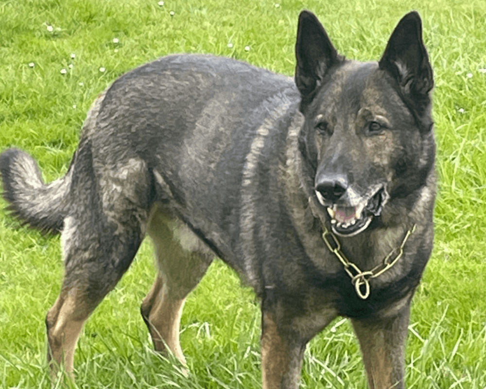 Retired police dog Lenny