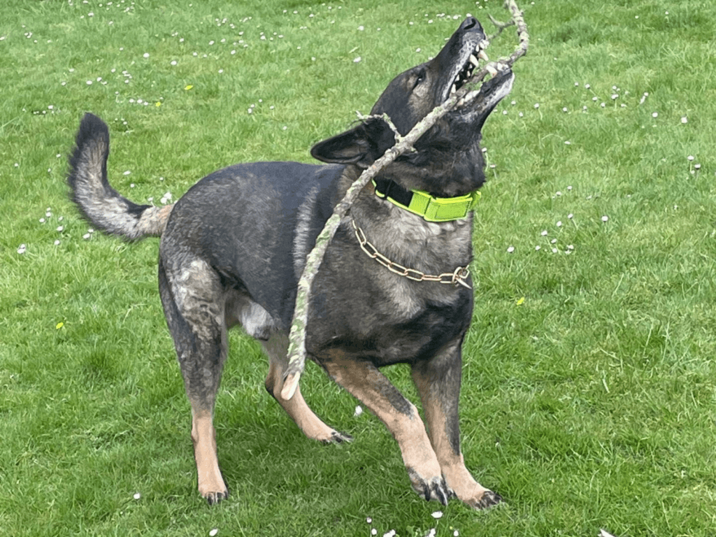 Retired police dog Lenny plays with a stick