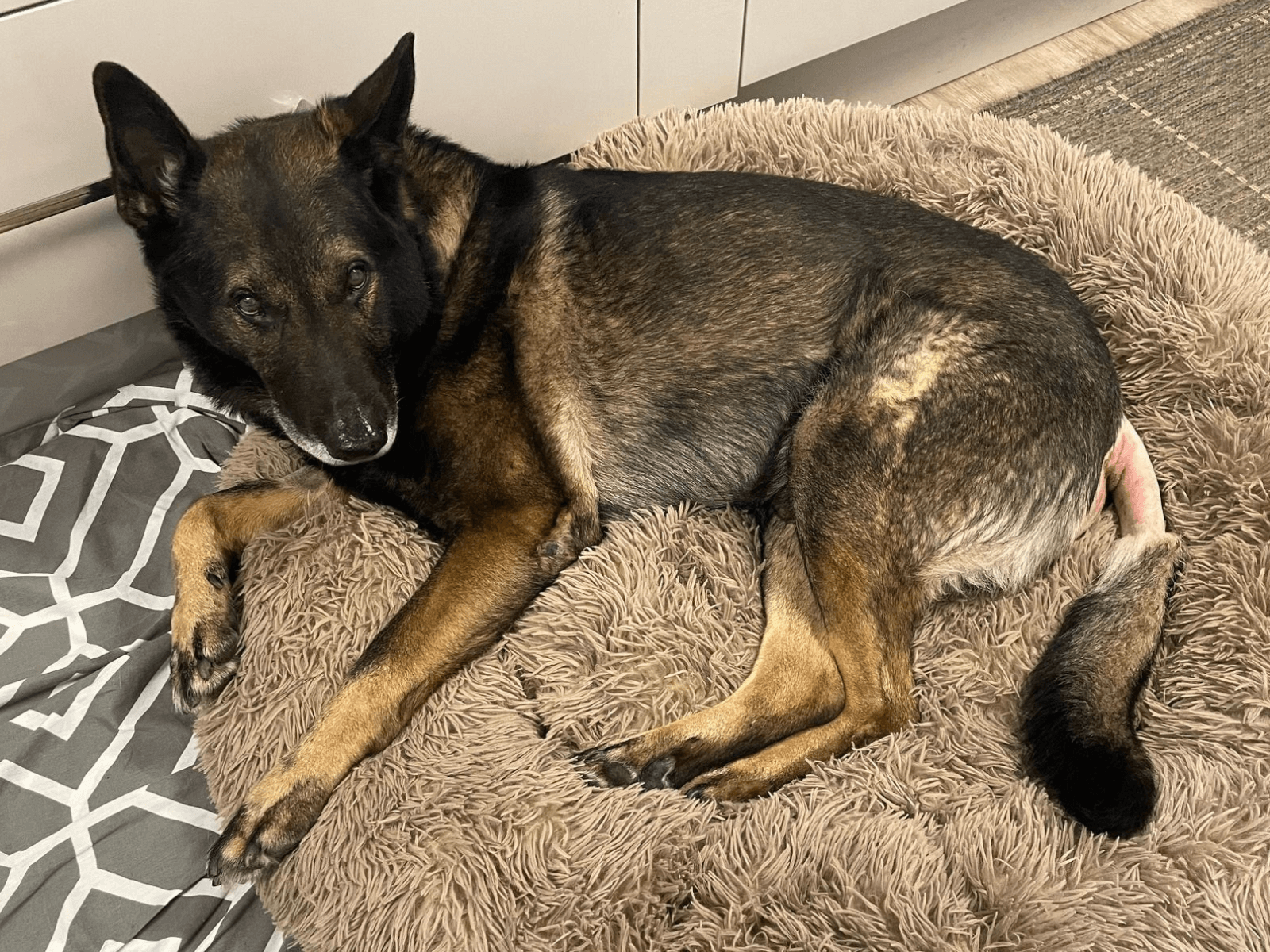 Retired police dog Lenny snoozing