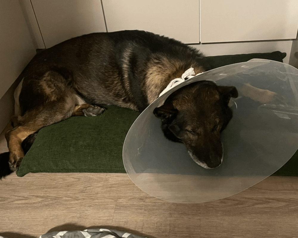 Retired police dog Lenny recovering