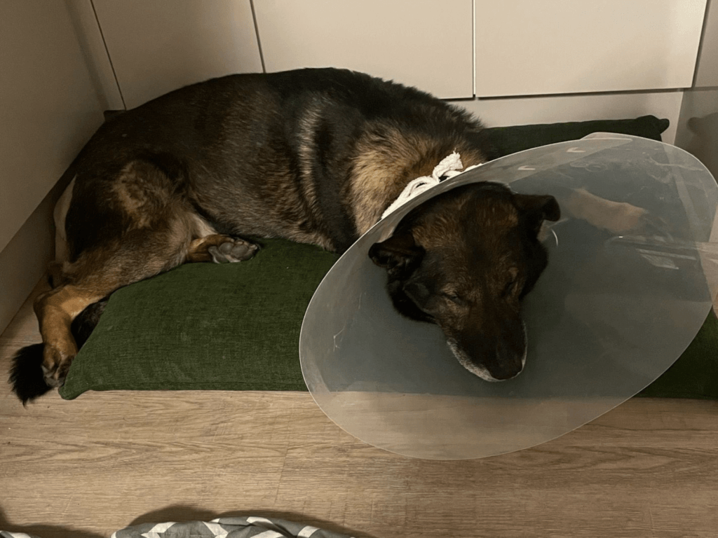 Retired police dog Lenny recovering
