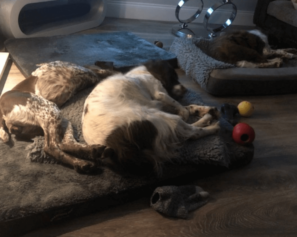 Max and his friends snoozing