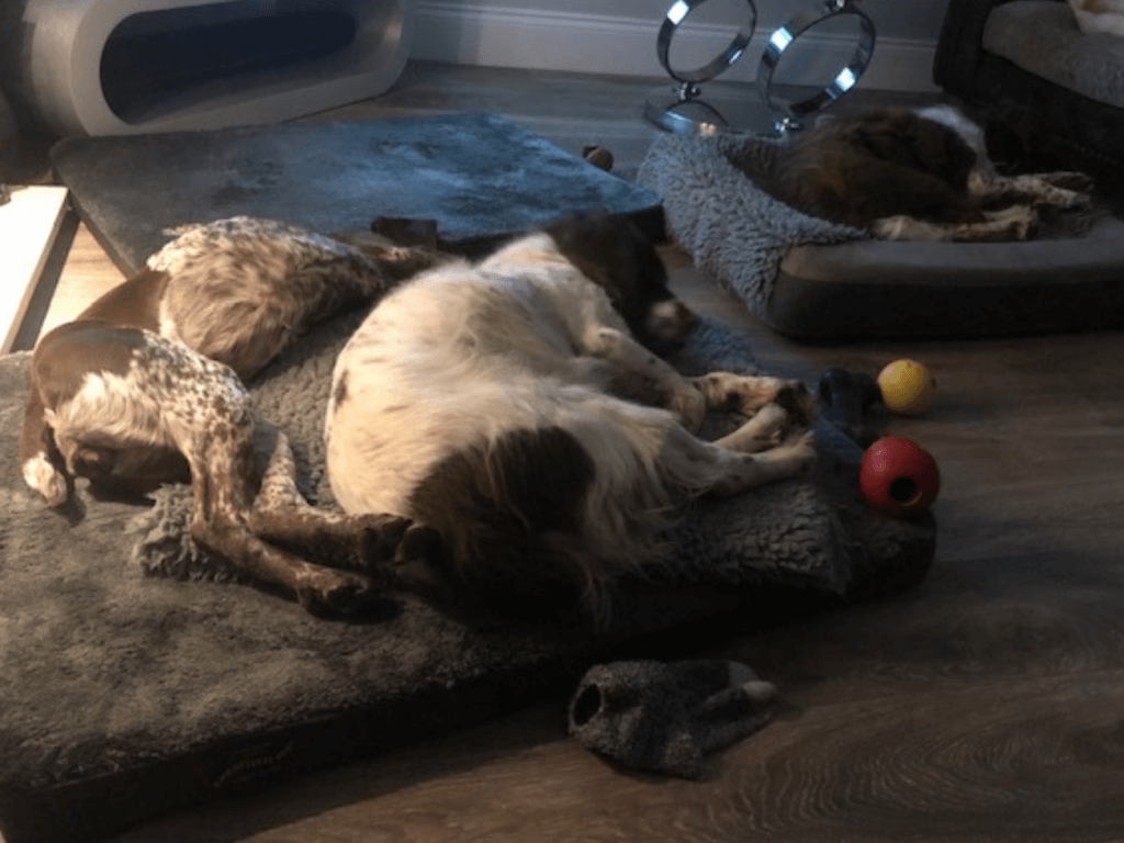 Max and his friends snoozing