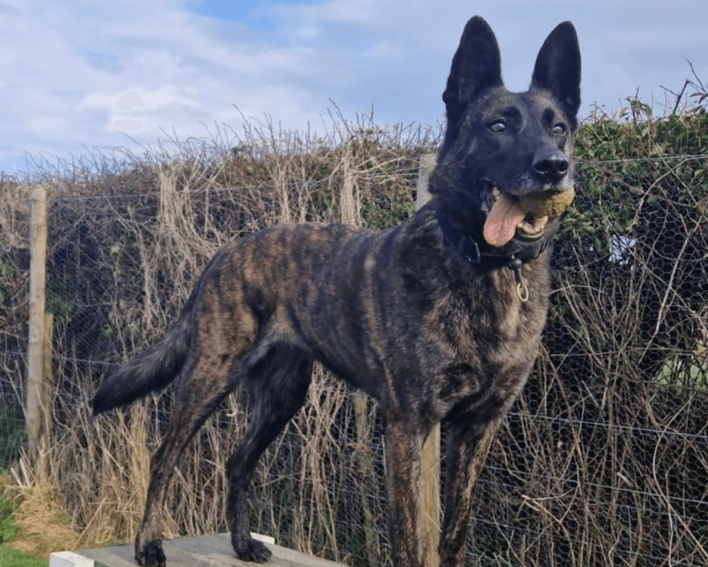Retired police dog Ziva